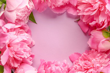 Frame made of beautiful peonies on color background