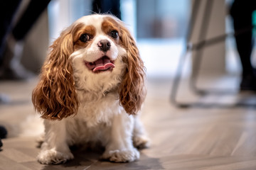 Lovely Cavalier dog portrait tongue out