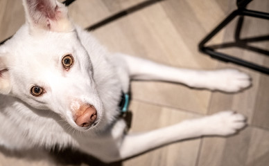 Curious white dog portrait