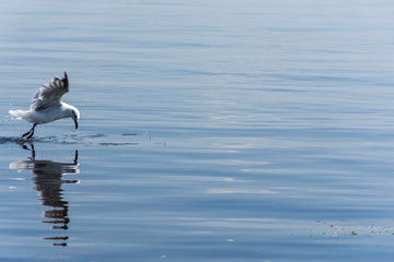 Seagull on the water