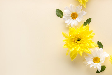 Beautiful blooming flowers on color background