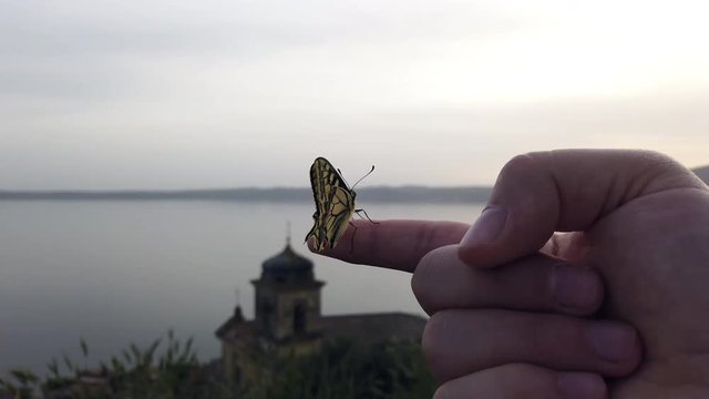 4K video of a Papillo Glaucus. Wonderful yellow butterfly on a finger. The butterfly is pretty close to the lake. It is calmly hanging on the finger.