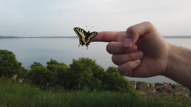 4K video of a Papillo Glaucus. Wonderful yellow butterfly on a finger. The butterfly is pretty close to the lake. It is calmly hanging on the finger.
