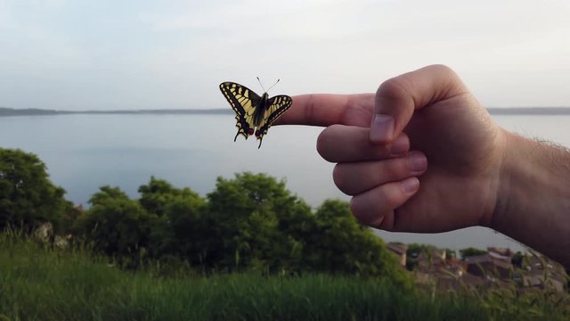 4K video of a Papillo Glaucus. Wonderful yellow butterfly on a finger. The butterfly is pretty close to the lake. It is calmly hanging on the finger.