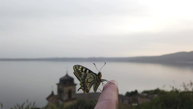 4K video of a Papillo Glaucus. Wonderful yellow butterfly on a finger. The butterfly is pretty close to the lake. It is calmly hanging on the finger.