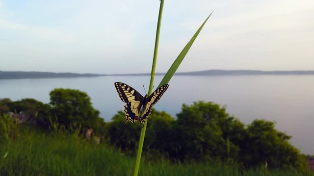 4K video of a Papillo Glaucus. Wonderful yellow butterfly on blade of grass. The butterfly is pretty close to the lake. It is calmly hanging on the grass.