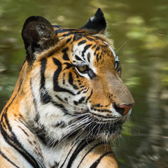 Portrait of tiger.