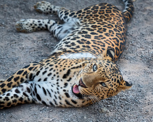 Close up Leopard.