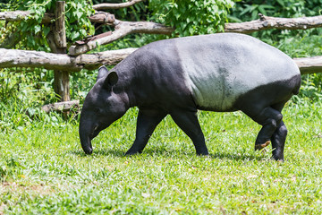 Malayan tapir in zoo.