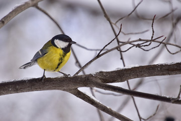 Little songbird with yellow and black plumage on a branch in a city winter park