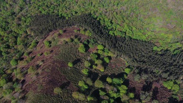 Oak forest, Springtime, Remendon forest, Guriezo Municipality, Cantabria, Spain, Europe