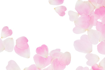 Pink rose pink petals background