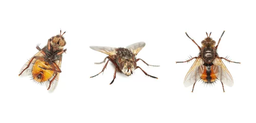 Foto op Plexiglas Fly insect set on white © MaksymFilipchuk