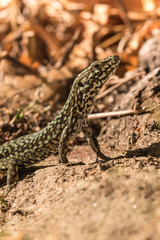 Wall lizard, Podarcis muralis, in the foliage in autumn