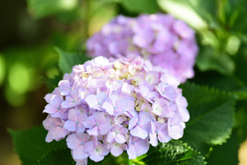 hydrangea