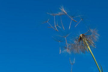 dandelion against the blue sky.