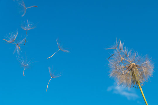 dandelion against the blue sky. © Ирина Бельдий