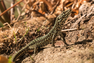 Wall lizard, Podarcis muralis, in the foliage in autumn