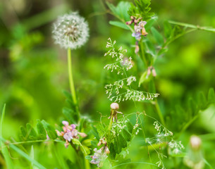 A different grass in the meadow in the summer day