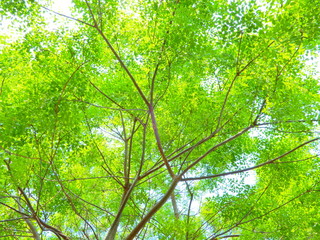 樹木、葉、見上げる、青空、緑、太陽光、かえで、もみじ