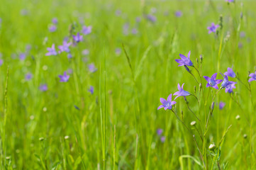 Obraz na płótnie Canvas A meadow with grass and bluebells in the summer sunny day