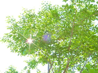 Obraz premium 樹木、葉、見上げる、青空、緑、太陽光、かえで、もみじ