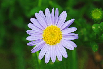 Obraz premium Closeup Photo of a Beautiful Purple Flower