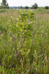 Wild rose Bush. Blooming red rose.