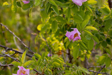 Wild rose Bush. Blooming red rose.