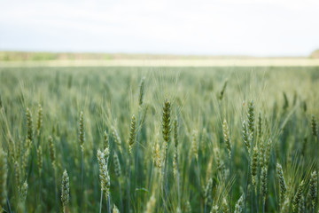 The field of organic green wheat
