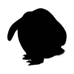 Penguin Silhouette