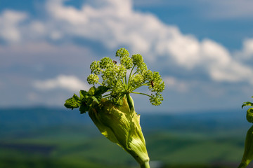 A lonely wild plant blooms against a heavenly background.