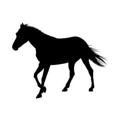 Obraz na płótnie Canvas Horse Silhouette