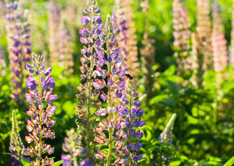 Obraz premium A lupin flowers meadow in the summer day