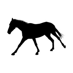 Horse Silhouette
