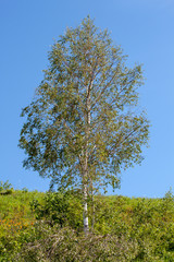 Beautiful lonely birch on a mountain slope on blue sky background.