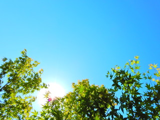 樹木、葉、見上げる、青空、緑、太陽光