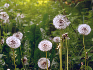 Nature background with white dandelions in the forest grass