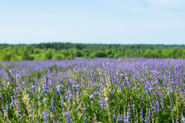 A sea of blue pea flowers blooming in the summer meadow