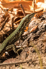Wall lizard, Podarcis muralis, in the foliage in autumn