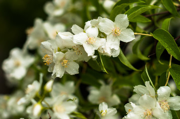 Fototapeta premium A jasmine flowers blooming in the spring and smell very sweet