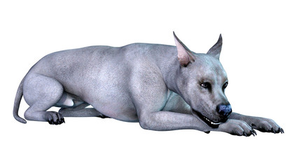 Obraz premium 3D Rendering Blue Grat Dane Dog on White