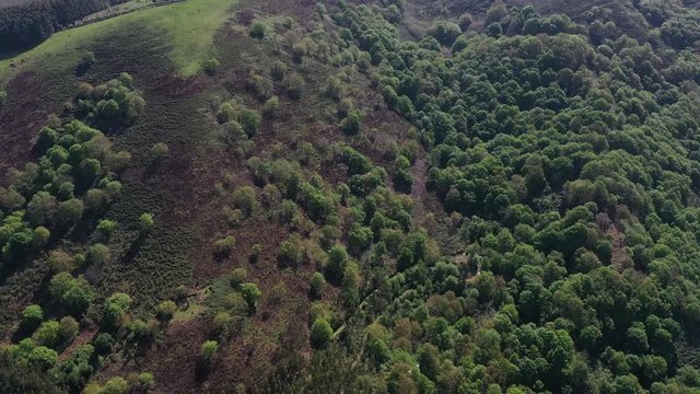 Oak forest, Springtime, Remendon forest, Guriezo Municipality, Cantabria, Spain, Europe