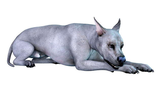 3D Rendering Blue Grat Dane Dog on White