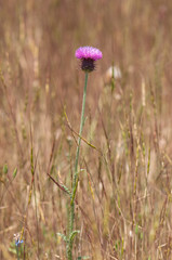 Thistle Wildflowers. Purple Thistle wildflower on yellow background