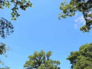 樹木、葉、見上げる、青空