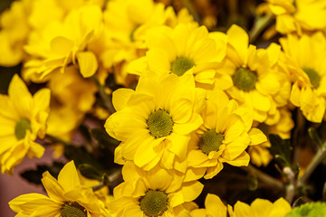 yellow chrysanthemums in a bouquet in close distance