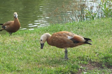duck on the grass