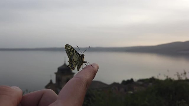 4K video of a Papillo Glaucus. Wonderful yellow butterfly on a finger. The butterfly is pretty close to the lake. It is calmly hanging on the finger.