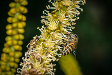 bee on a flower